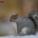 Squirrel 020208